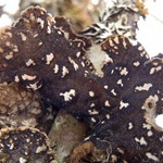 Lobaria retigera