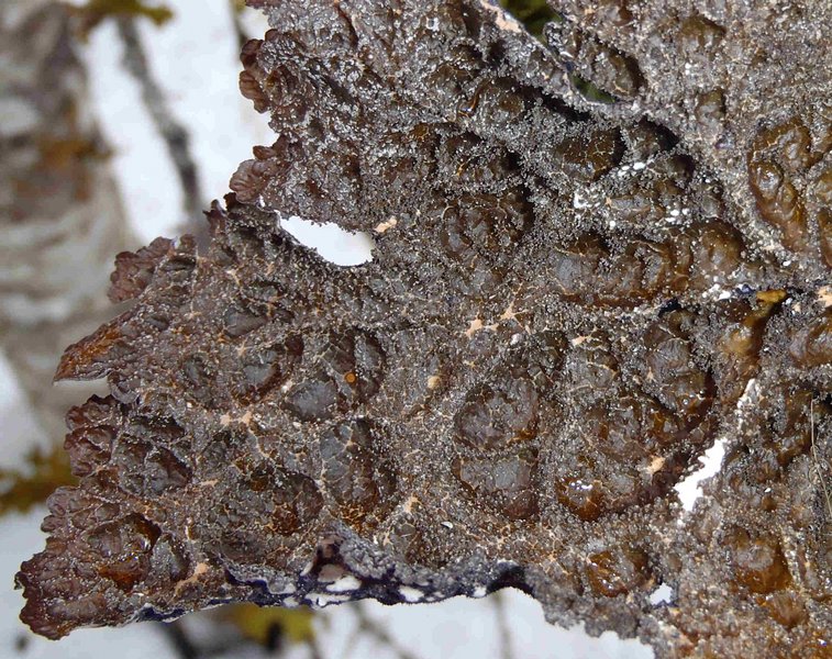 Lobaria retigera