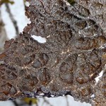 Lobaria retigera