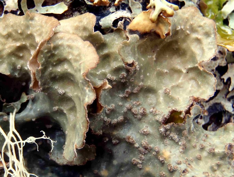 Lobaria scrobiculata