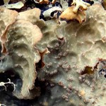 Lobaria scrobiculata