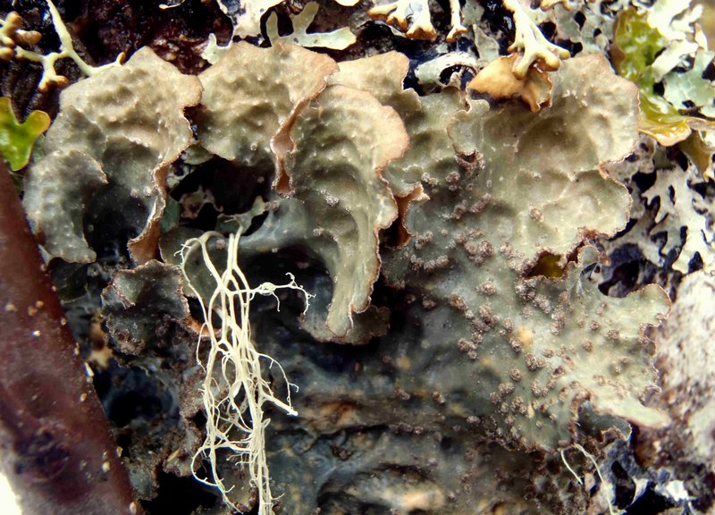 Lobaria scrobiculata