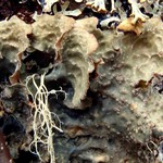 Lobaria scrobiculata