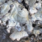 Lobaria scrobiculata