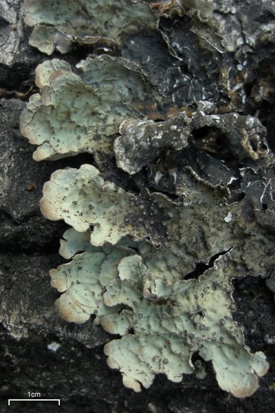 Lobaria scrobiculata