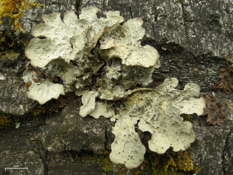 Lobaria scrobiculata