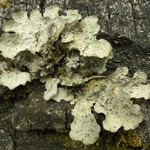 Lobaria scrobiculata