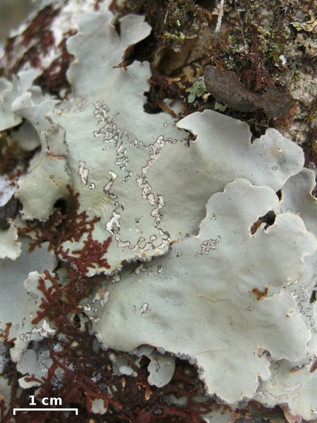 Lobaria scrobiculata