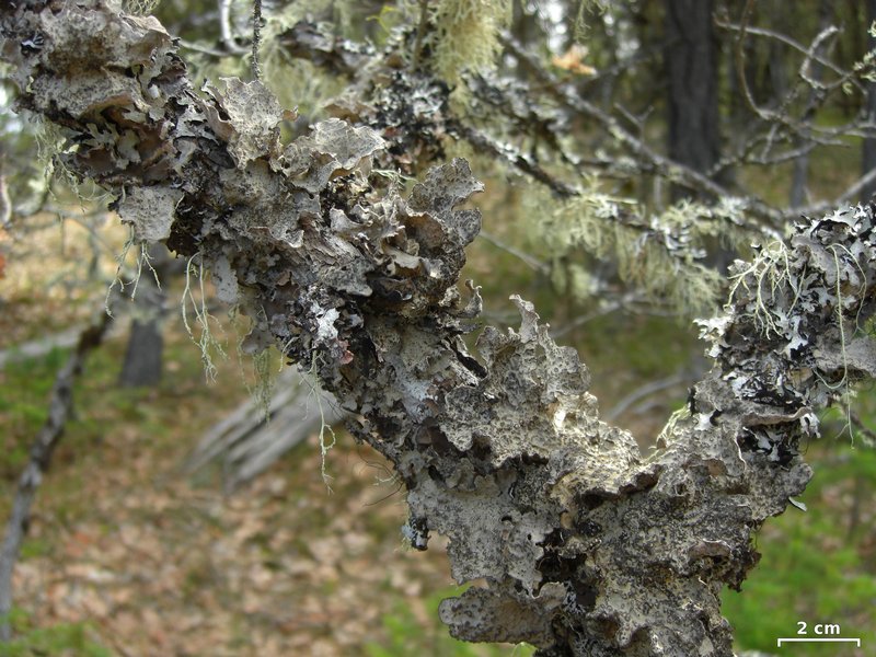 Lobaria scrobiculata