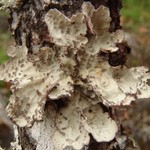 Lobaria scrobiculata
