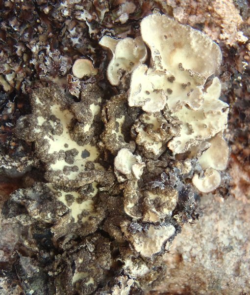 Lobaria scrobiculata