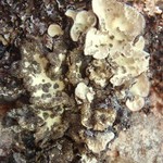 Lobaria scrobiculata