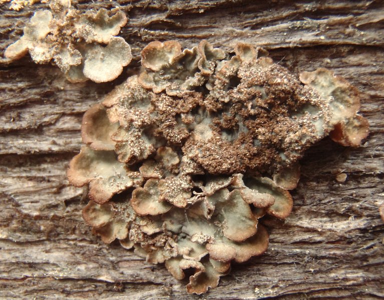 Lobaria scrobiculata