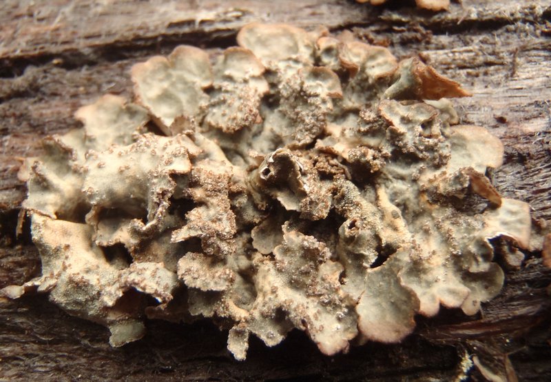 Lobaria scrobiculata