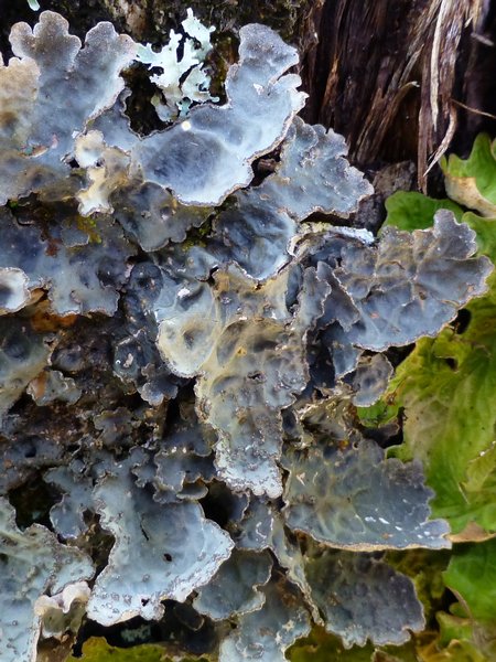 Lobaria scrobiculata