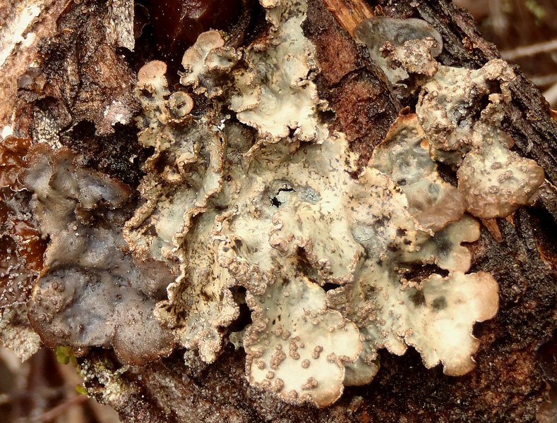 Lobaria scrobiculata