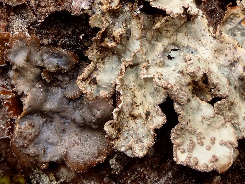 Lobaria scrobiculata