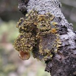 Lobaria silvae-veteris