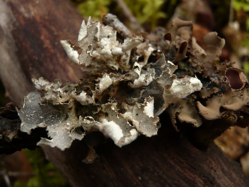 Lobaria silvae-veteris
