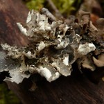 Lobaria silvae-veteris