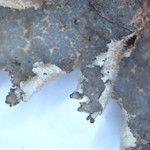 Lobaria silvae-veteris