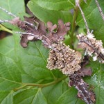 Lobaria silvae-veteris