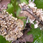 Lobaria silvae-veteris