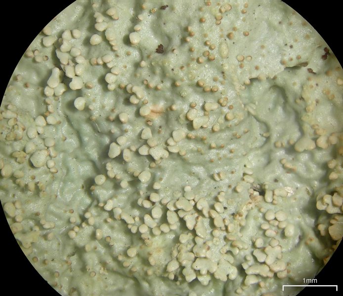 Lobaria tenuis