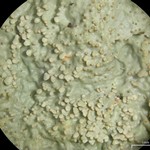 Lobaria tenuis