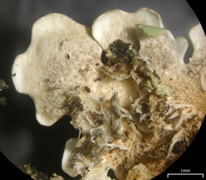 Lobaria tenuis