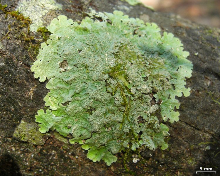 Lobaria tenuis