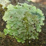 Lobaria tenuis