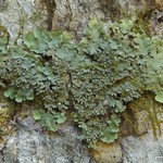 Lobaria tenuis