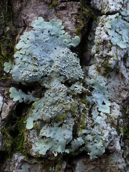 Lobaria tenuis