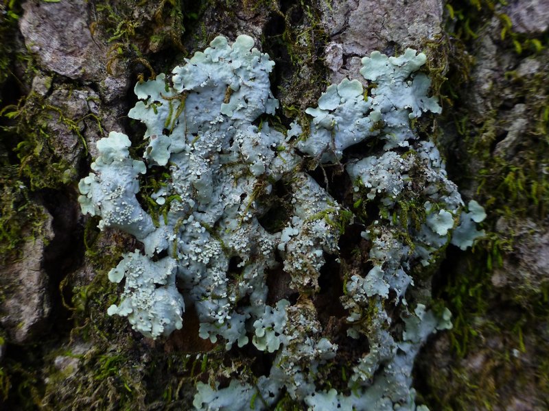 Lobaria tenuis