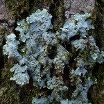 Lobaria tenuis