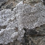 Lobothallia alphoplaca
