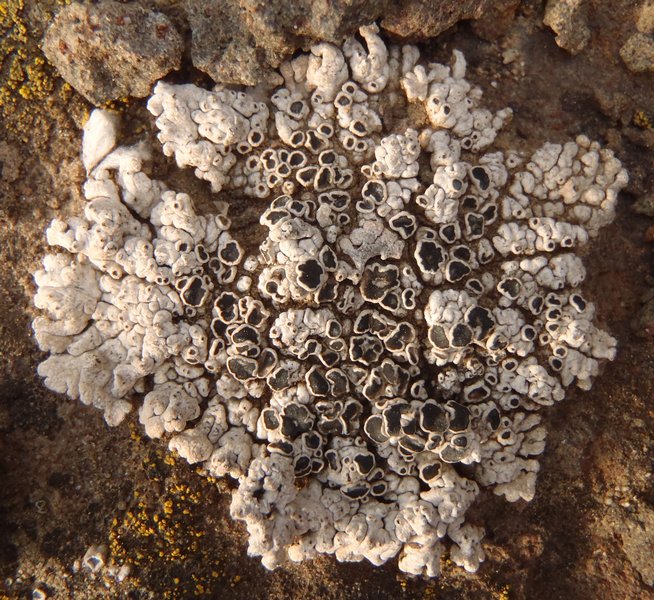 Lobothallia alphoplaca