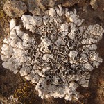Lobothallia alphoplaca