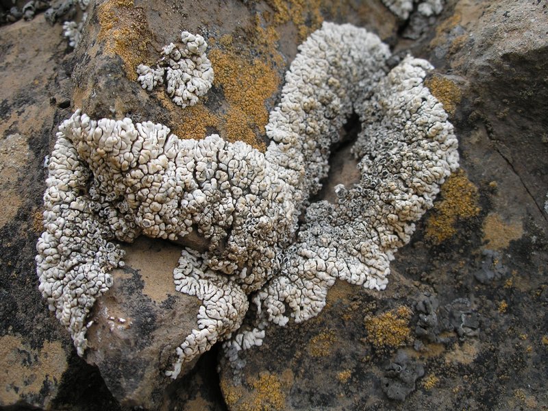 Lobothallia alphoplaca