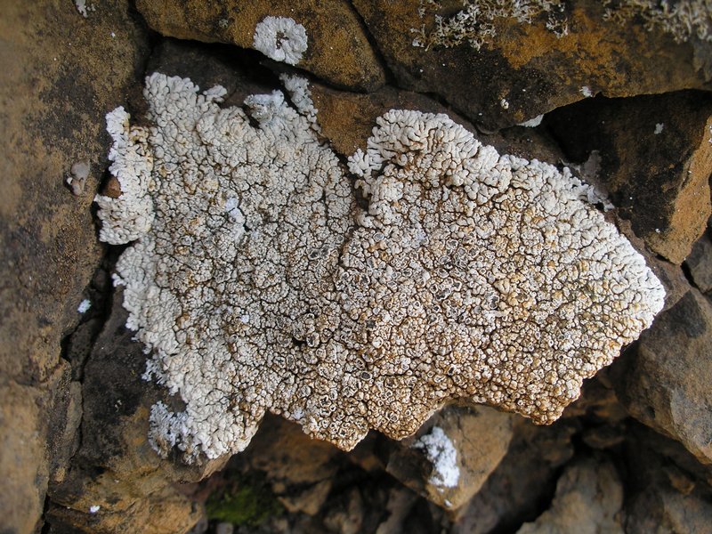 Lobothallia alphoplaca