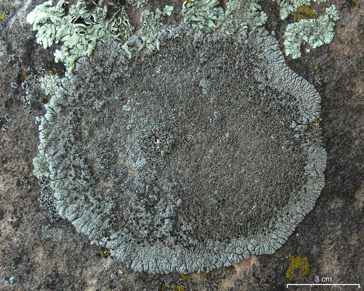 Lobothallia alphoplaca
