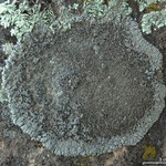 Lobothallia alphoplaca