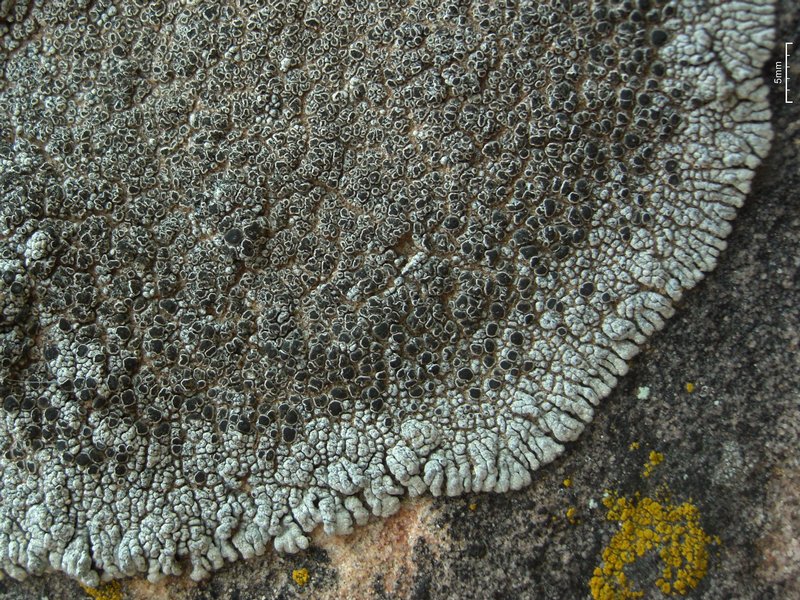 Lobothallia alphoplaca