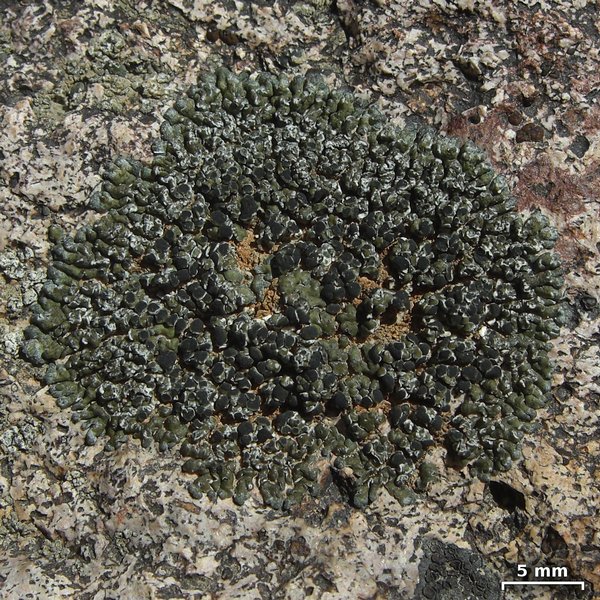 Lobothallia alphoplaca