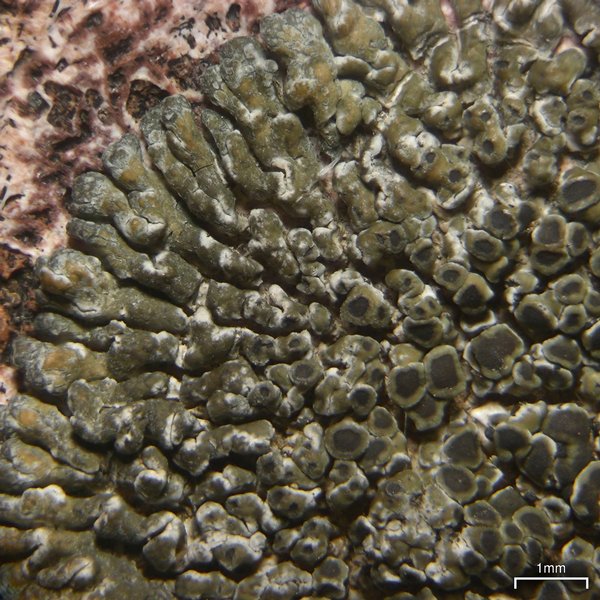 Lobothallia alphoplaca