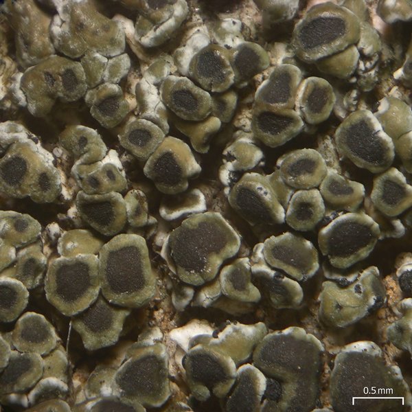 Lobothallia alphoplaca