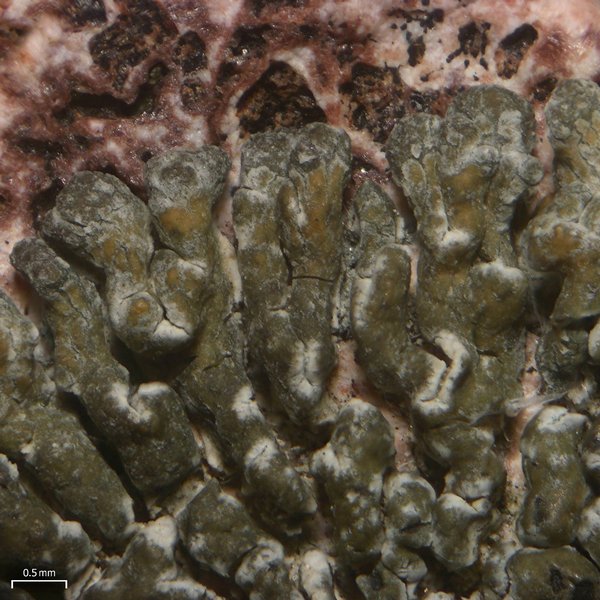 Lobothallia alphoplaca
