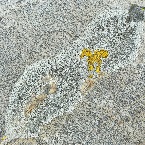 Lobothallia alphoplaca