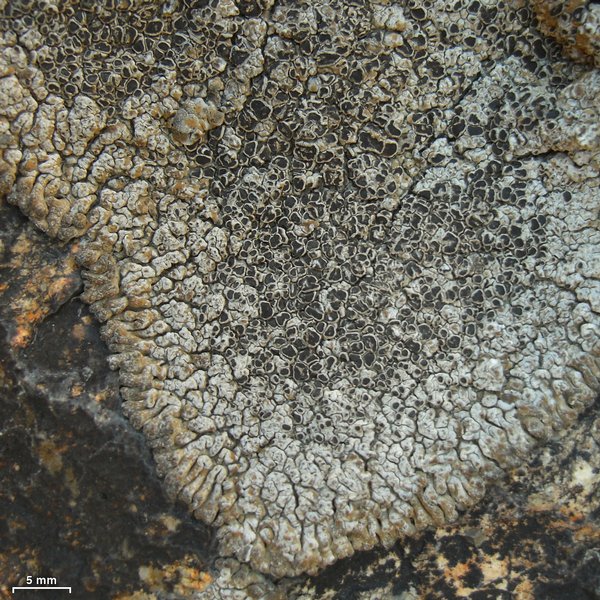 Lobothallia alphoplaca